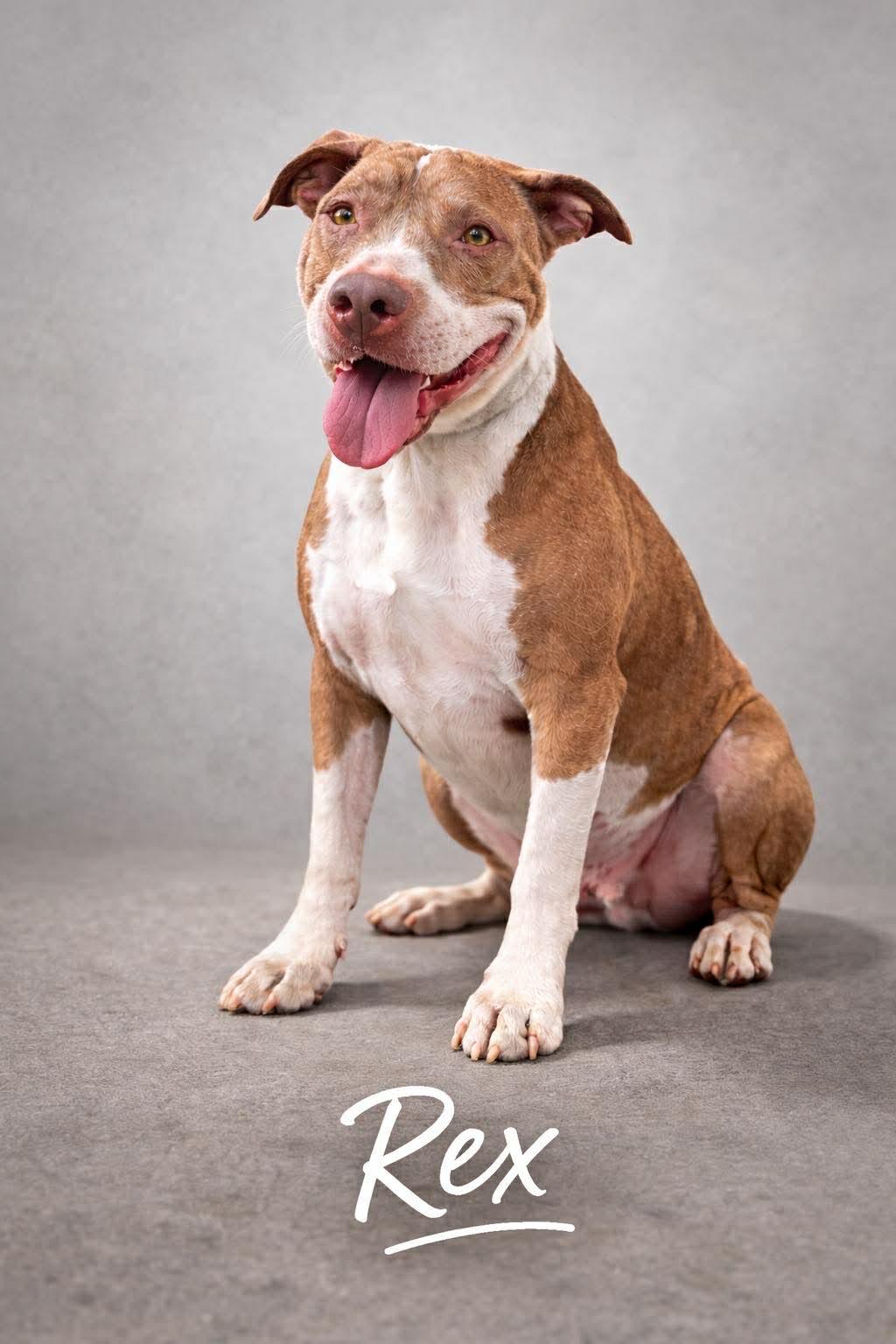 Enlarge Rex, a Adoptable Pit Bull Terrier in Pompano Beach, FL image 2/3