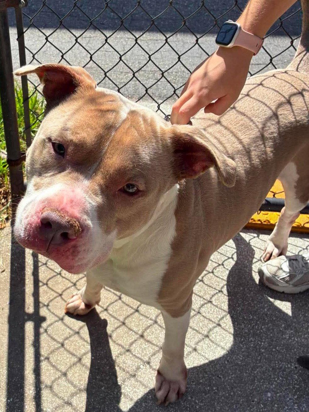 Enlarge Rex, a Adoptable Pit Bull Terrier in Pompano Beach, FL image 2/3