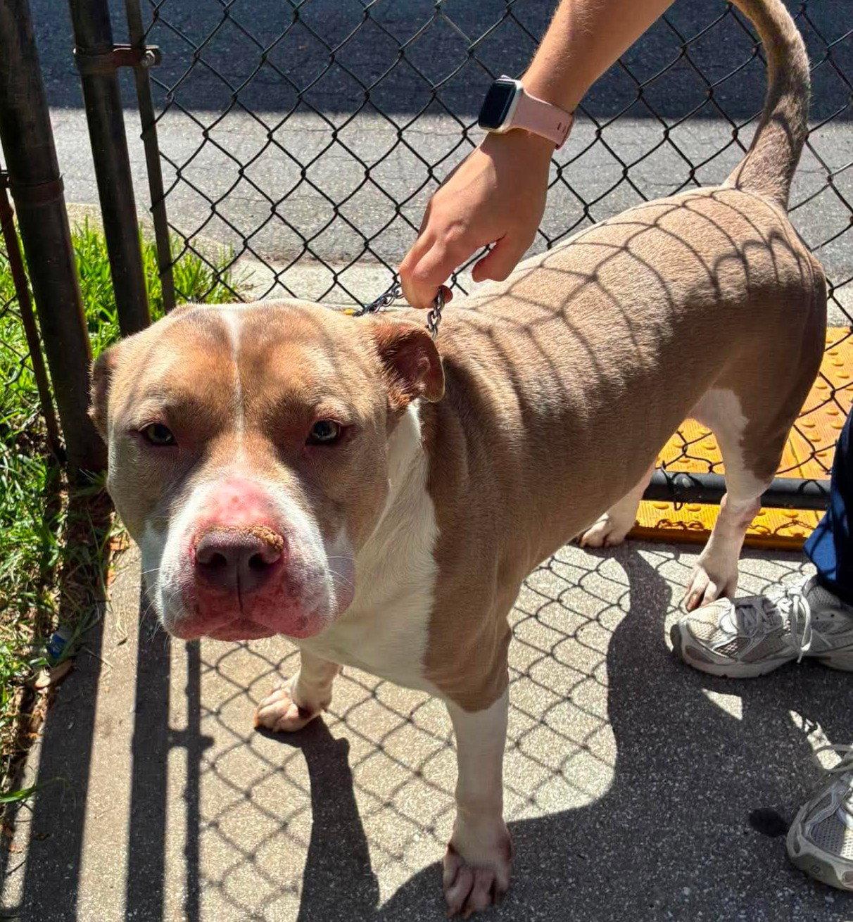 Enlarge Rex, a Adoptable Pit Bull Terrier in Pompano Beach, FL image 3/3