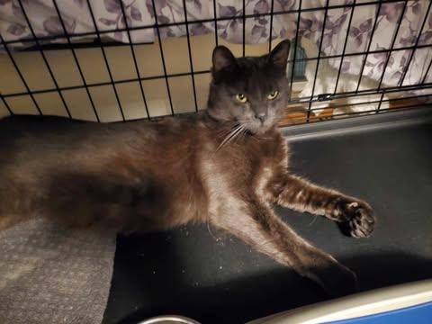 Enlarge Grigio, a Adoptable Domestic Short Hair in Keansburg, NJ image 4/4