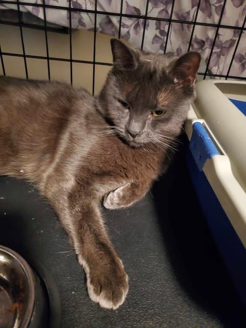 Enlarge Grigio, a Adoptable Domestic Short Hair in Keansburg, NJ image 3/4