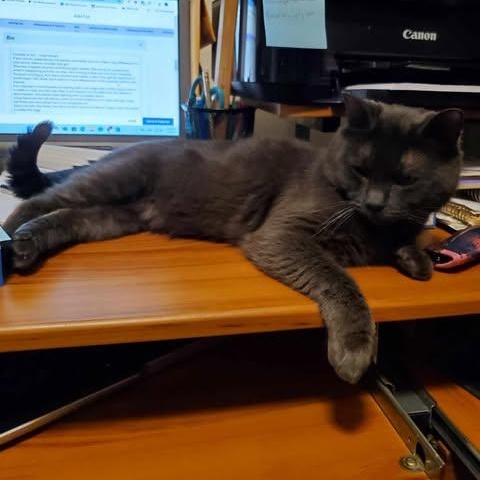 Enlarge Grigio, a Adoptable Domestic Short Hair in Keansburg, NJ image 6/6