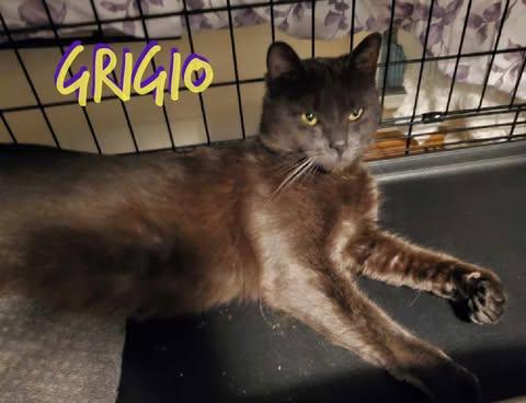 Grigio, Adoptable, Adult Male Domestic Short Hair.