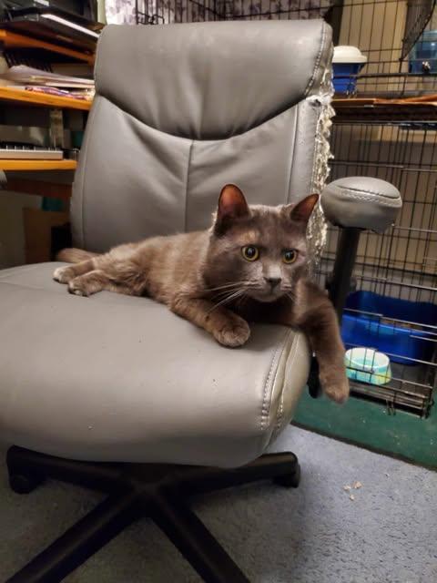 Enlarge Grigio, a Adoptable Domestic Short Hair in Keansburg, NJ image 5/6