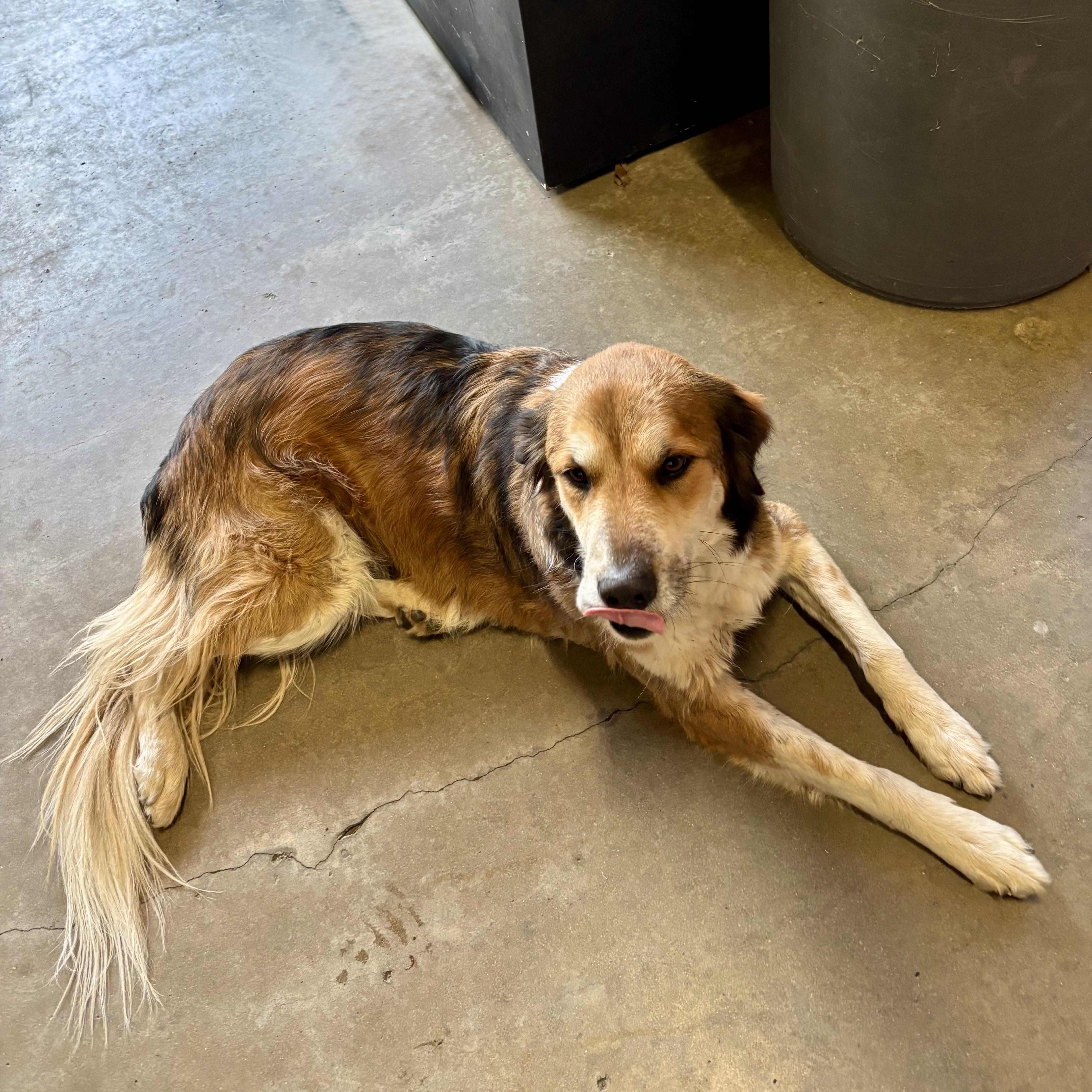 Enlarge Marsha, an adopted mixed breed in Aspen, CO image 5/5
