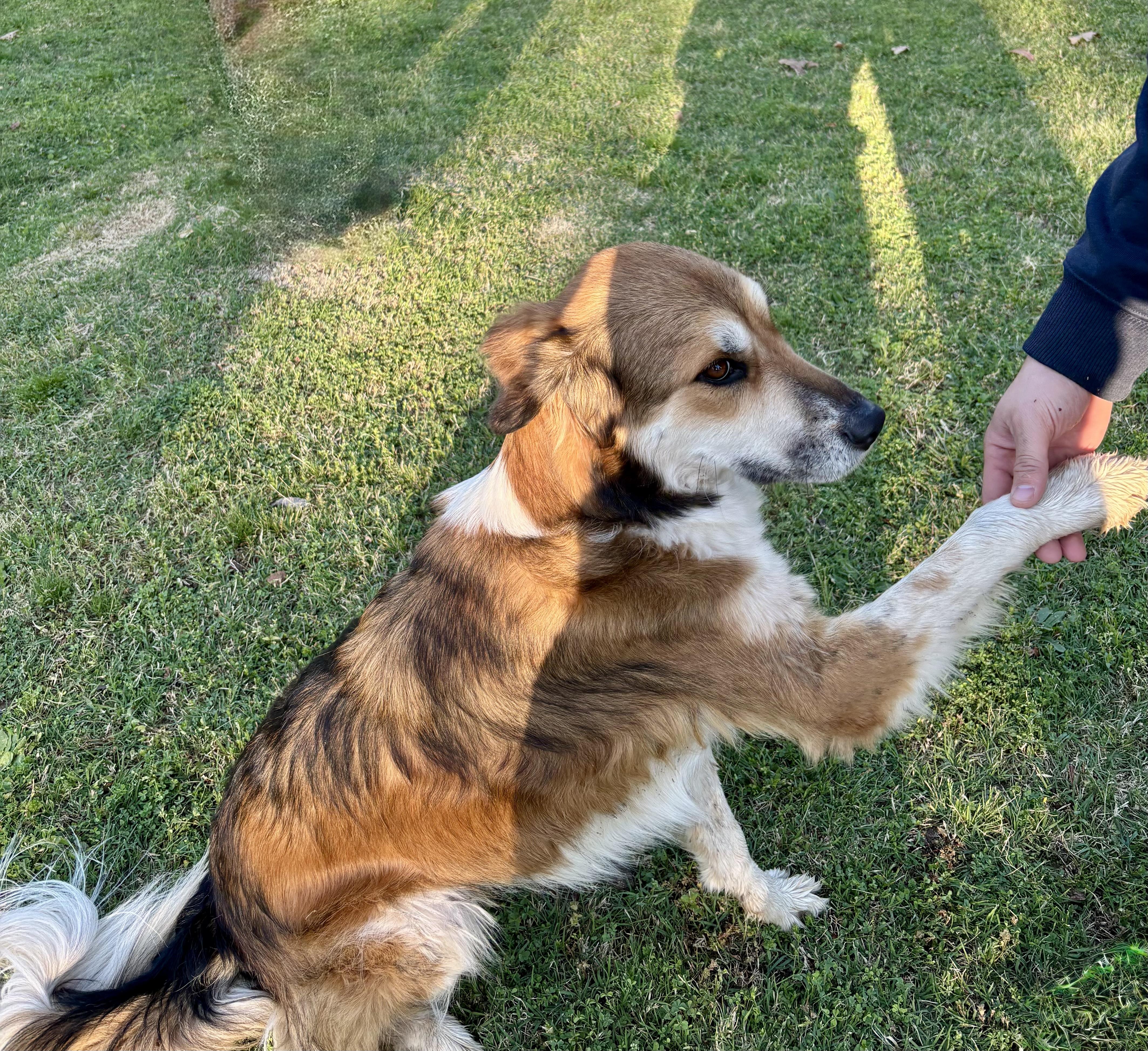 Enlarge Marsha, an adopted mixed breed in Aspen, CO image 2/5