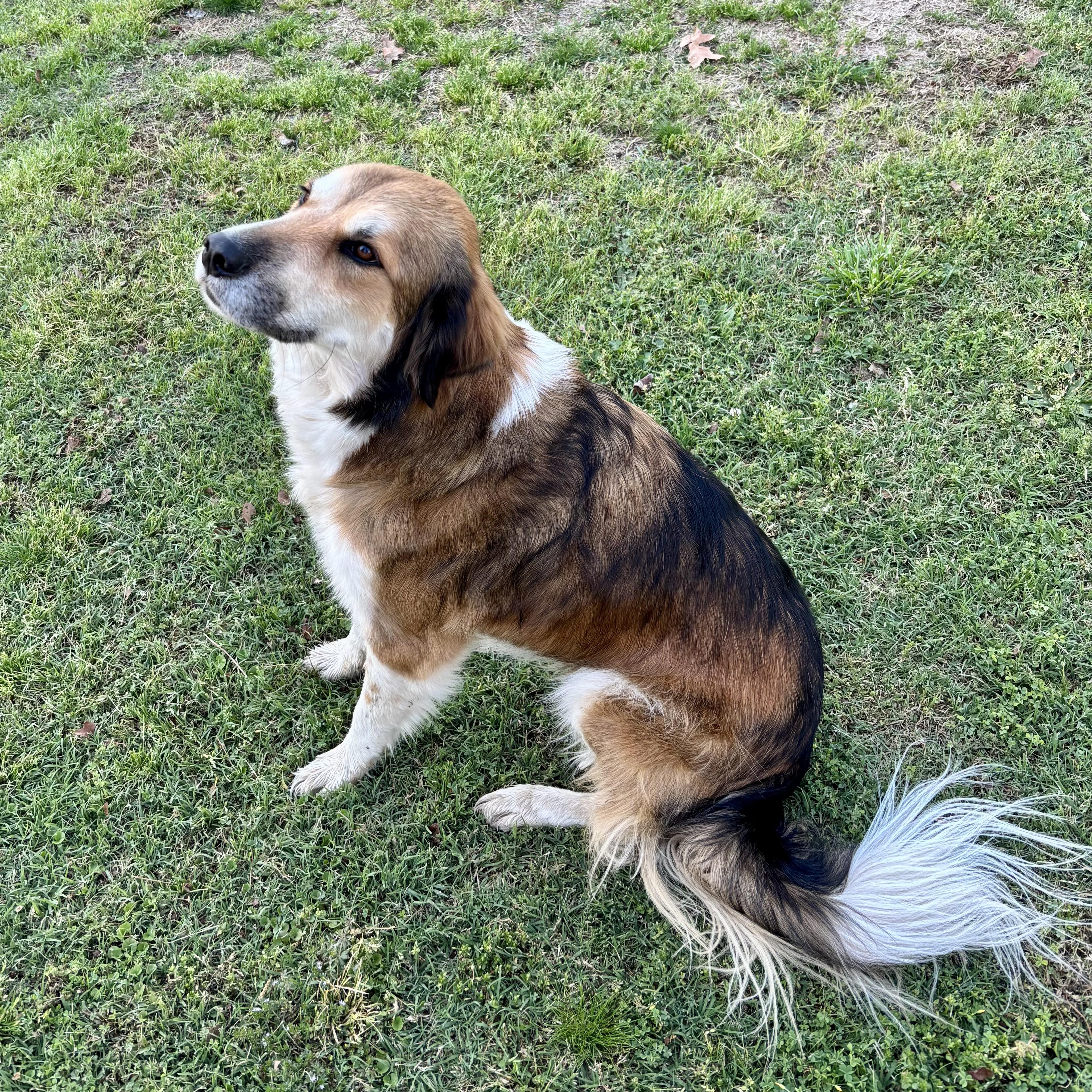 Enlarge Marsha, an adopted mixed breed in Aspen, CO image 4/5