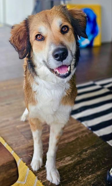 Marsha, adopted, Adult Female Collie.