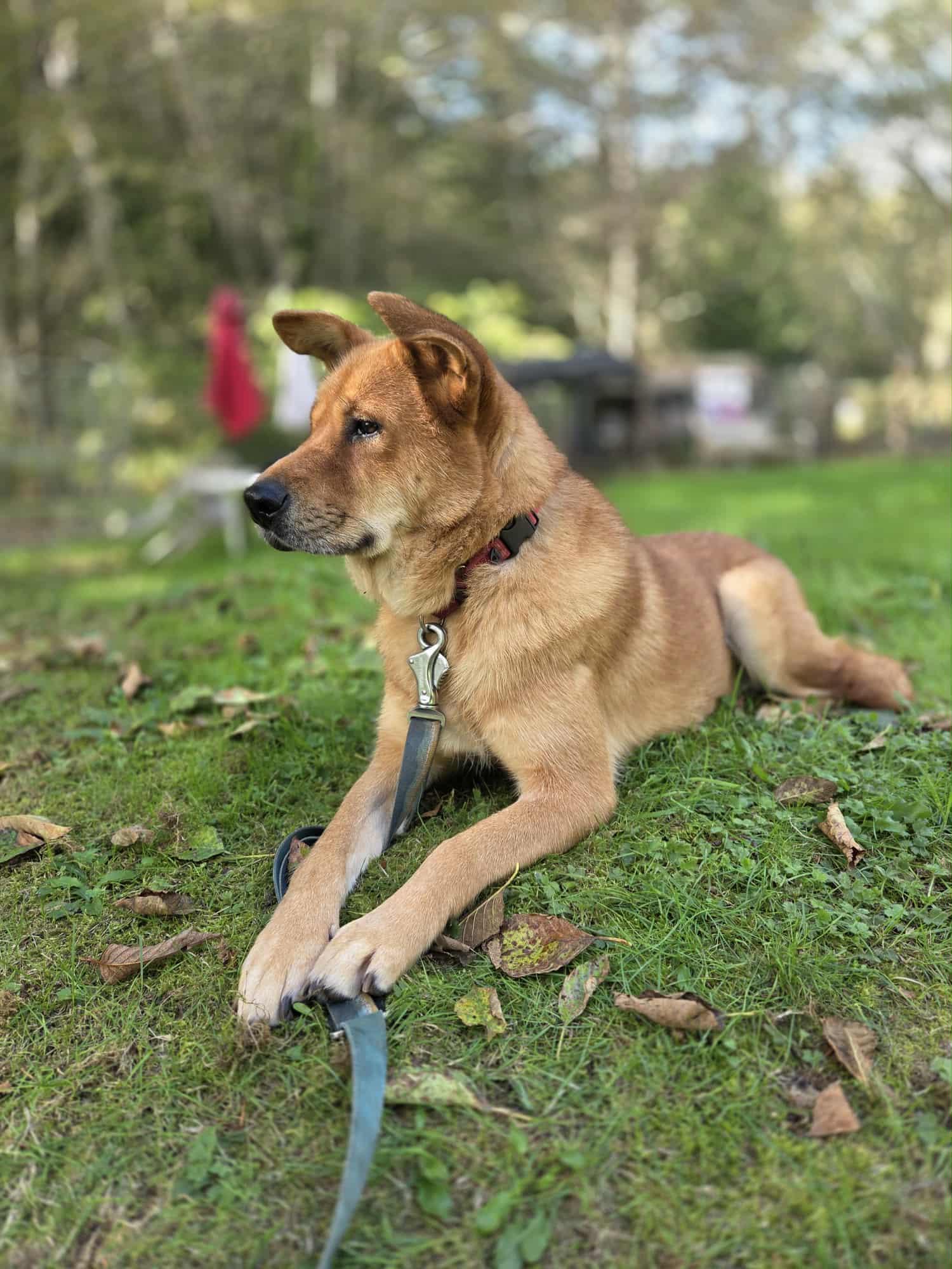 Lora -is 36 lbs.- Great girl., adoptable, Adult Female Mixed Breed.