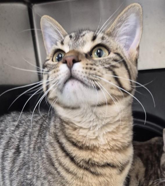 Enlarge LLAMA, a Adoptable Domestic Short Hair in Vaughan, ON image 1/1