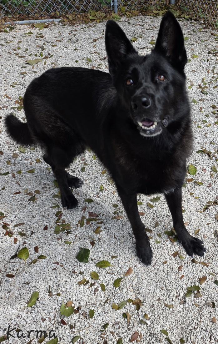 Karma, adopted, Adult Female Shepherd.