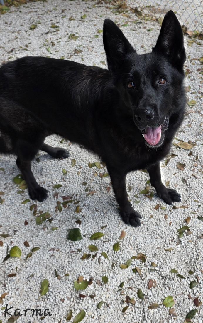 Enlarge Karma, an adopted Shepherd in Key Largo, FL image 2/3