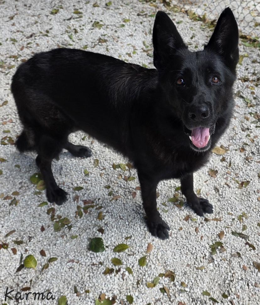 Enlarge Karma, an adopted Shepherd in Key Largo, FL image 3/3