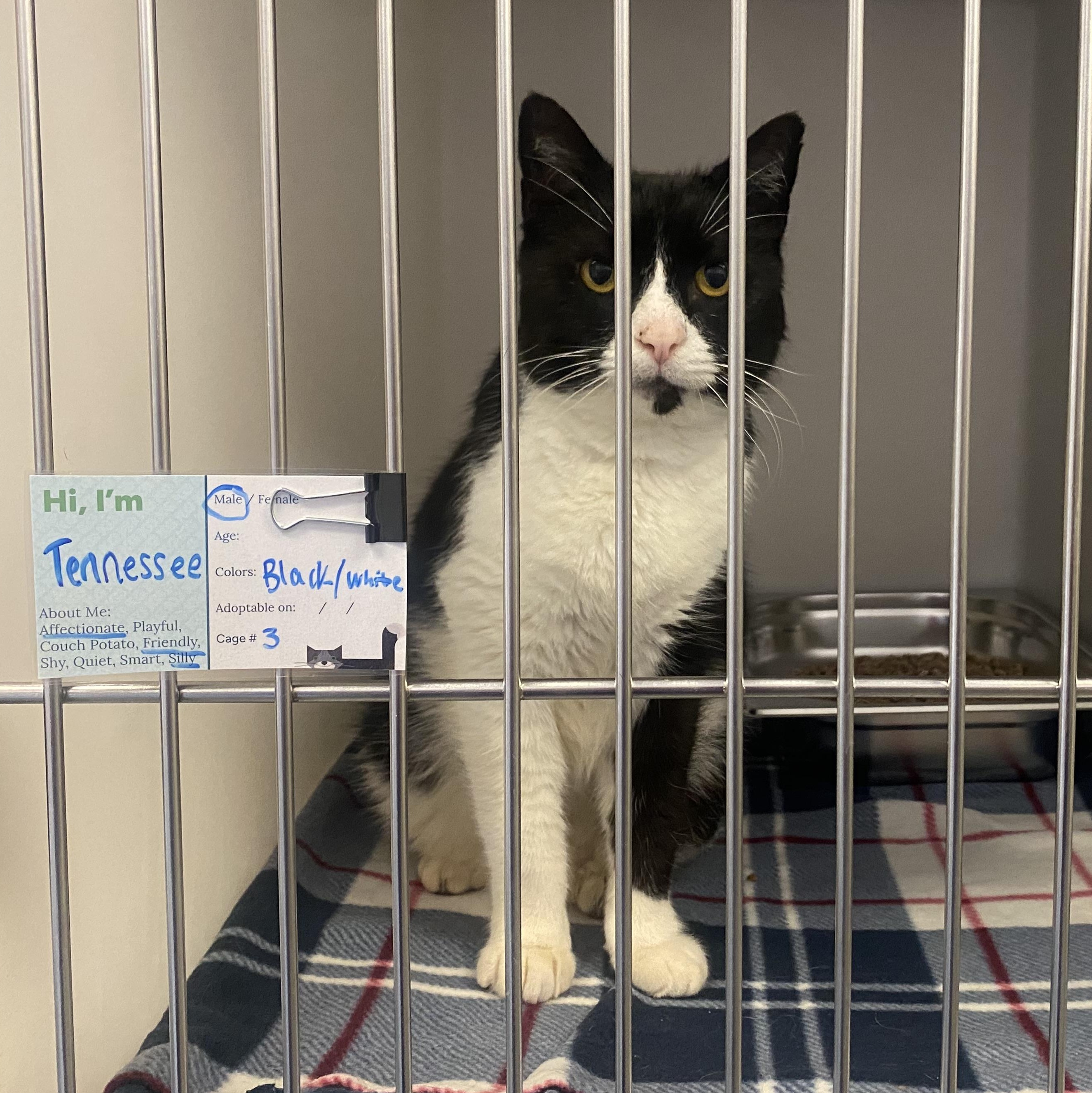 Enlarge Tennessee, a ADOPTABLE Domestic Short Hair in King George, VA image 2/5