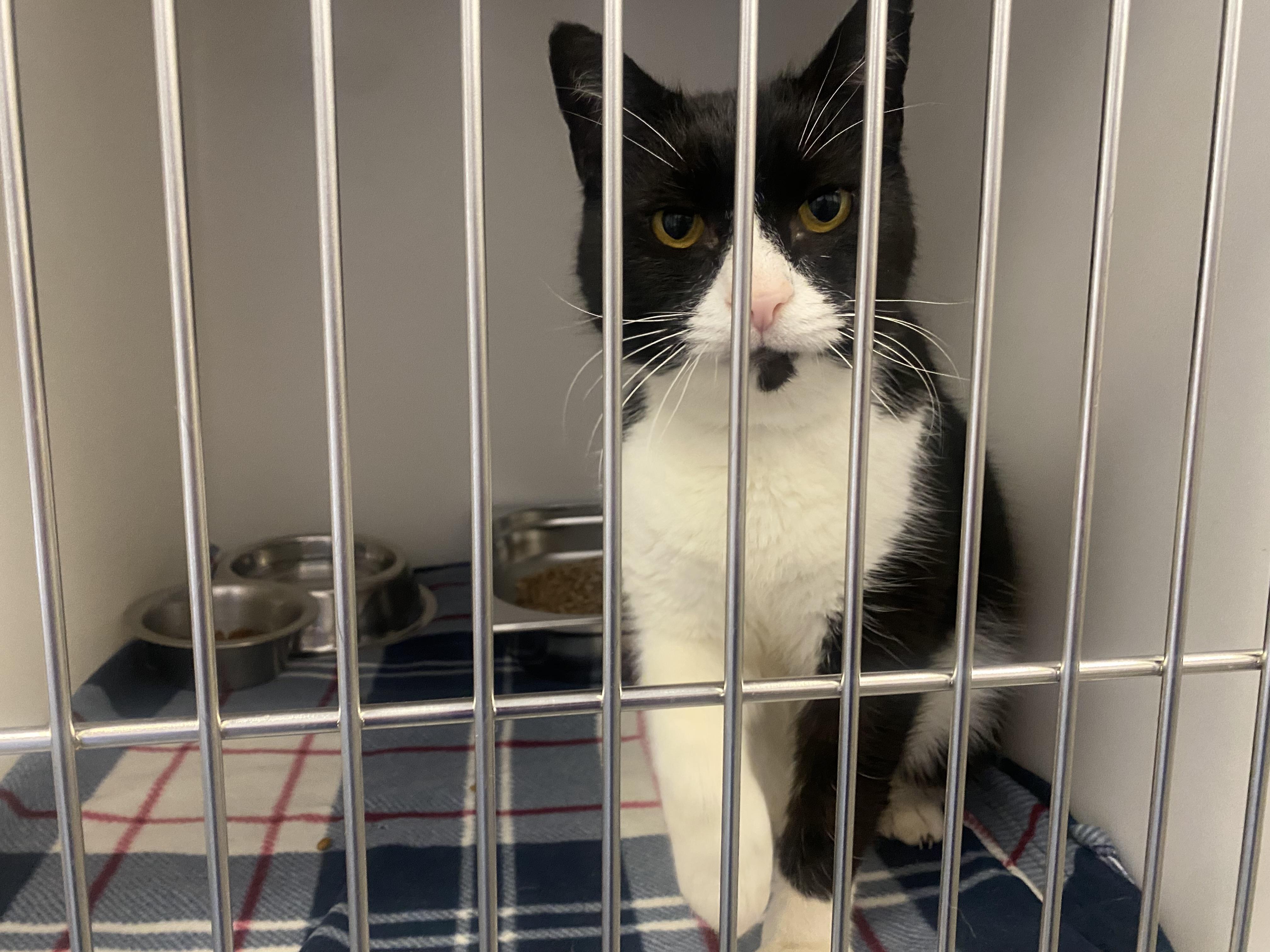 Enlarge Tennessee, a ADOPTABLE Domestic Short Hair in King George, VA image 1/5