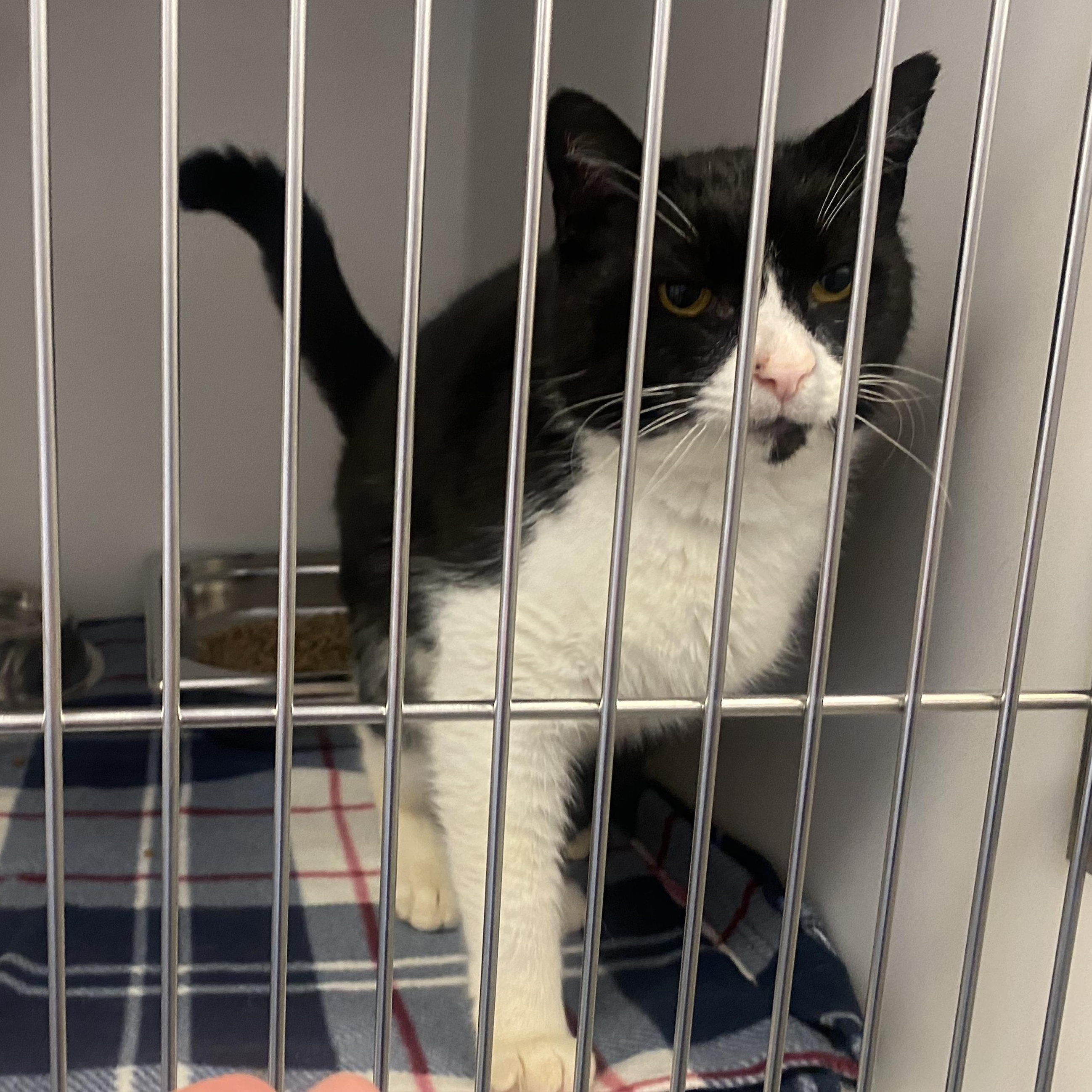 Enlarge Tennessee, a ADOPTABLE Domestic Short Hair in King George, VA image 4/5