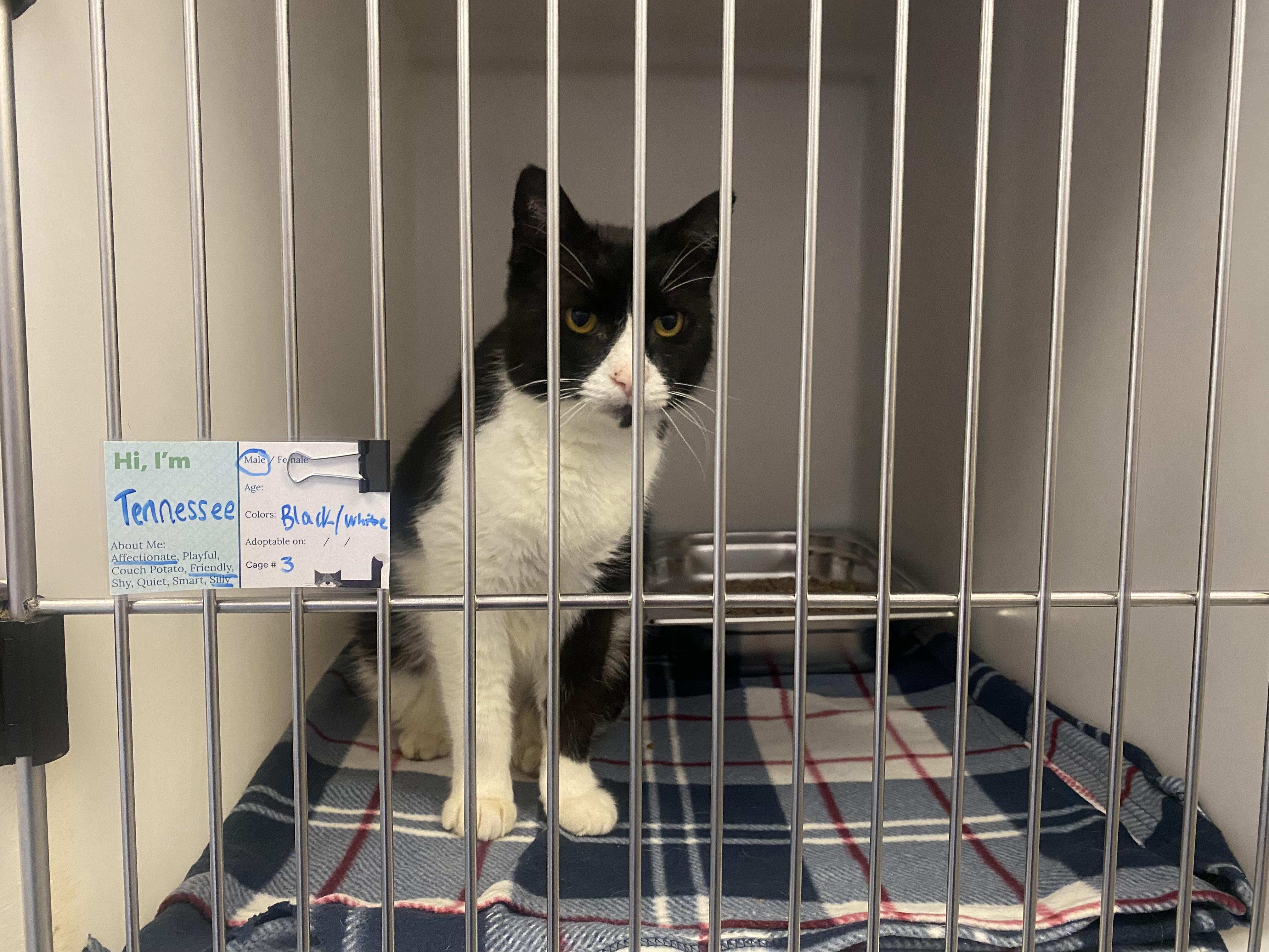 Enlarge Tennessee, a ADOPTABLE Domestic Short Hair in King George, VA image 5/5