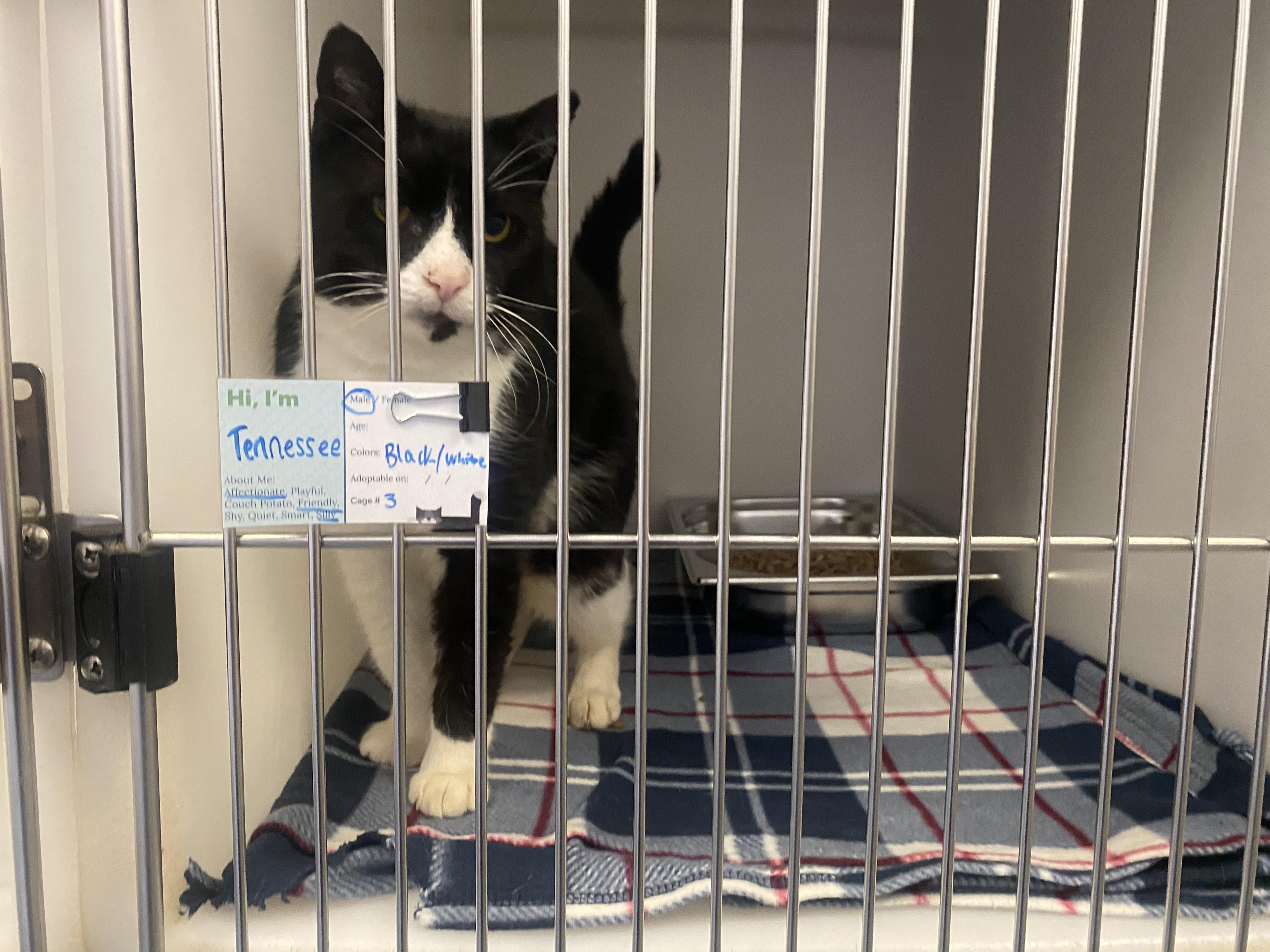 Enlarge Tennessee, a ADOPTABLE Domestic Short Hair in King George, VA image 3/5