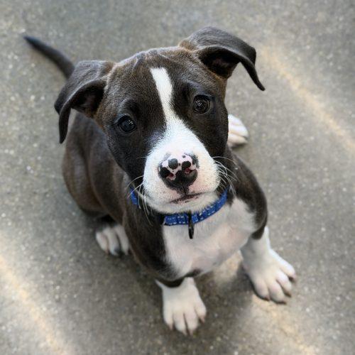 Bixby, Adoptable, Puppy Male American Staffordshire Terrier & Mixed Breed.
