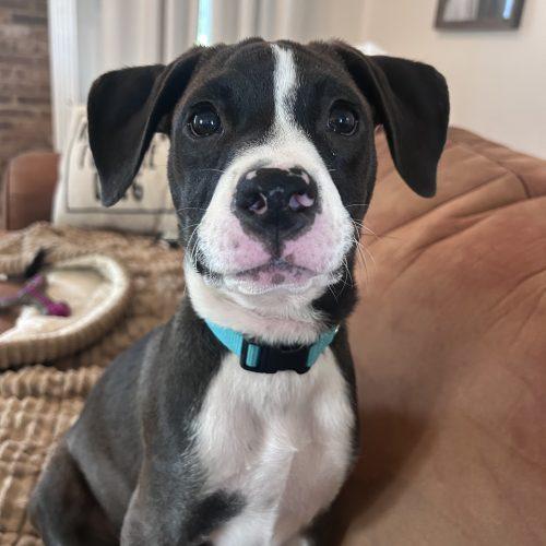 Bixby, Adoptable, Puppy Male Mountain Cur & Pit Bull Terrier.