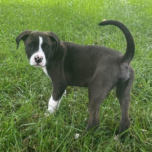 Enlarge Bixby, a Adoptable mixed breed in Georgetown, KY image 2/5