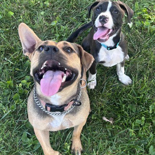 Enlarge Bixby, a Adoptable mixed breed in Georgetown, KY image 2/5