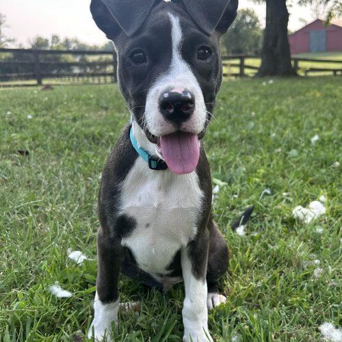 Enlarge Bixby, a Adoptable mixed breed in Georgetown, KY image 3/5