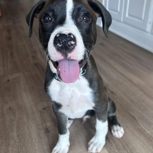 Enlarge Bixby, a Adoptable mixed breed in Georgetown, KY image 4/5