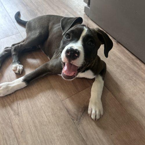 Enlarge Bixby, a Adoptable mixed breed in Georgetown, KY image 5/5