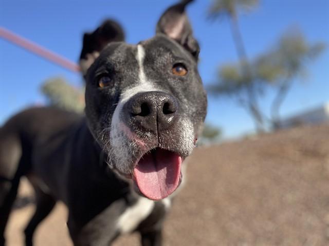 Enlarge REX, a Adoptable Pit Bull Terrier in Phoenix, AZ image 1/1