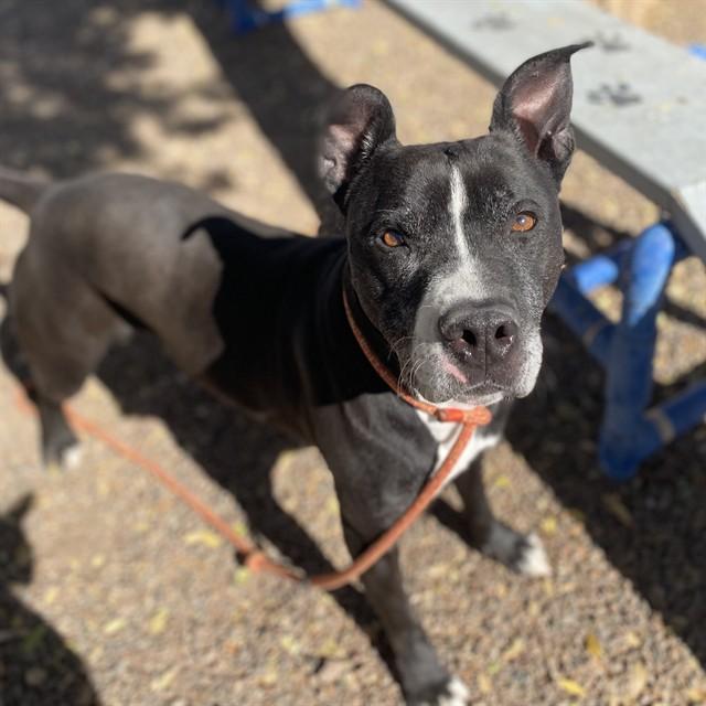 Enlarge REX, a Adoptable Pit Bull Terrier in Phoenix, AZ image 1/1