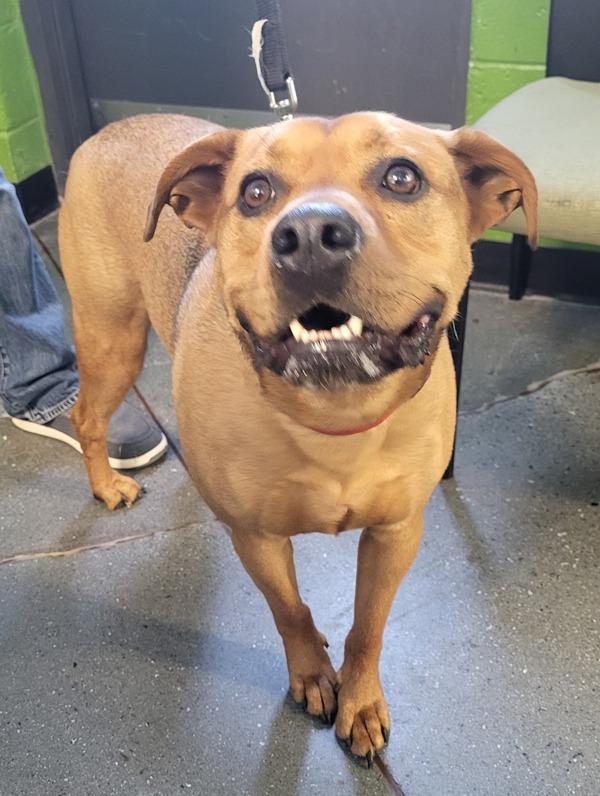 Pen 129 Rover Hw+, Adoptable, Adult Male German Shepherd Dog & Pit Bull Terrier.