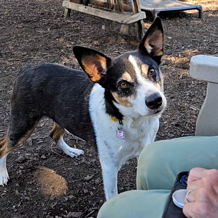 Dog for adoption Buddie R.T., a Rat Terrier & Australian Cattle Dog