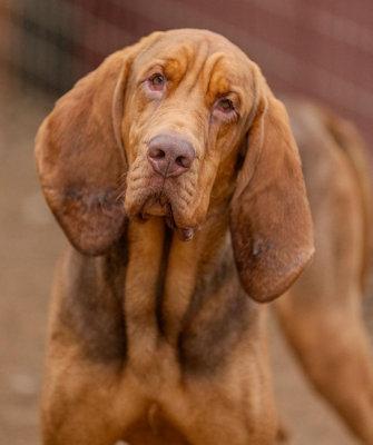 Grant (CA), ADOPTABLE, Young Male Bloodhound.