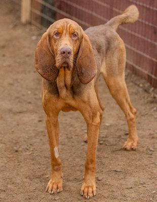 Enlarge Grant (CA), a ADOPTABLE Bloodhound in Jackson, CA image 4/4