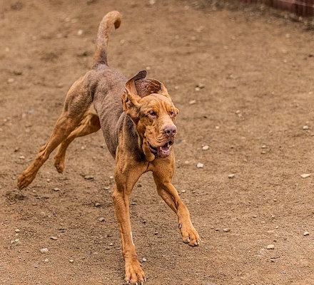 Enlarge Grant (CA), a ADOPTABLE Bloodhound in Jackson, CA image 2/4