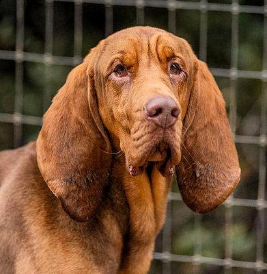 Enlarge Grant (CA), a ADOPTABLE Bloodhound in Jackson, CA image 3/4