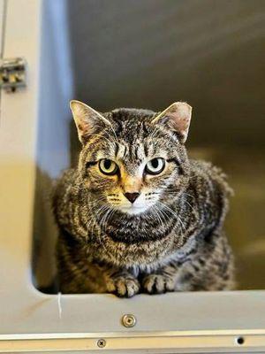 Charlie, an adoptable Domestic Short Hair in Williamsport, PA, 17701 | Photo Image 2