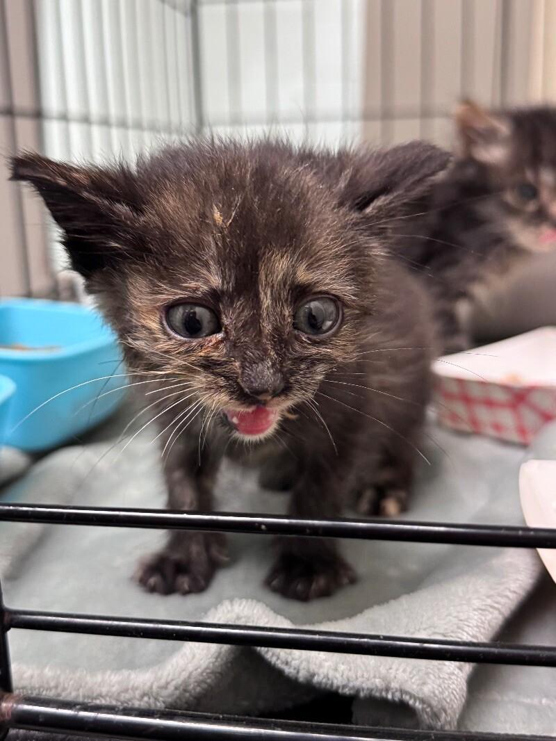 Brook, Adoptable, Young Female Domestic Short Hair.
