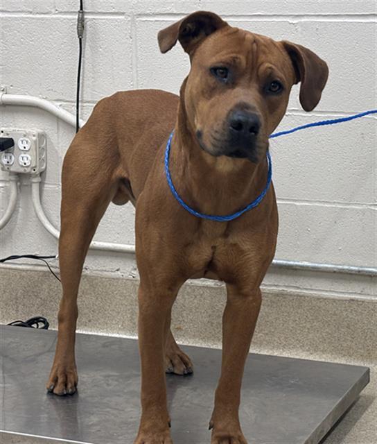 MANSE, Adoptable, Adult Male Labrador Retriever & Mixed Breed.
