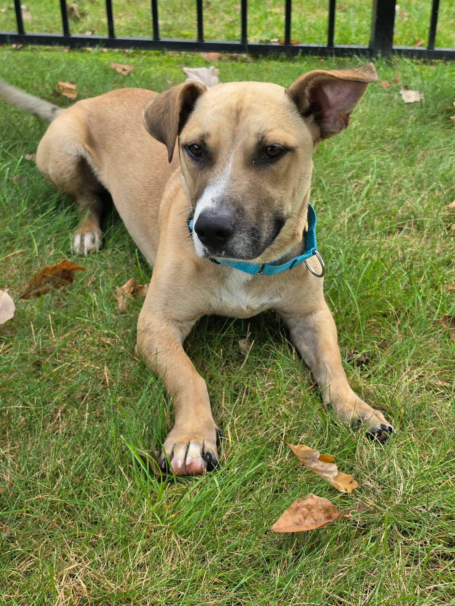 Sugar, ADOPTABLE, Young Male Mixed Breed.
