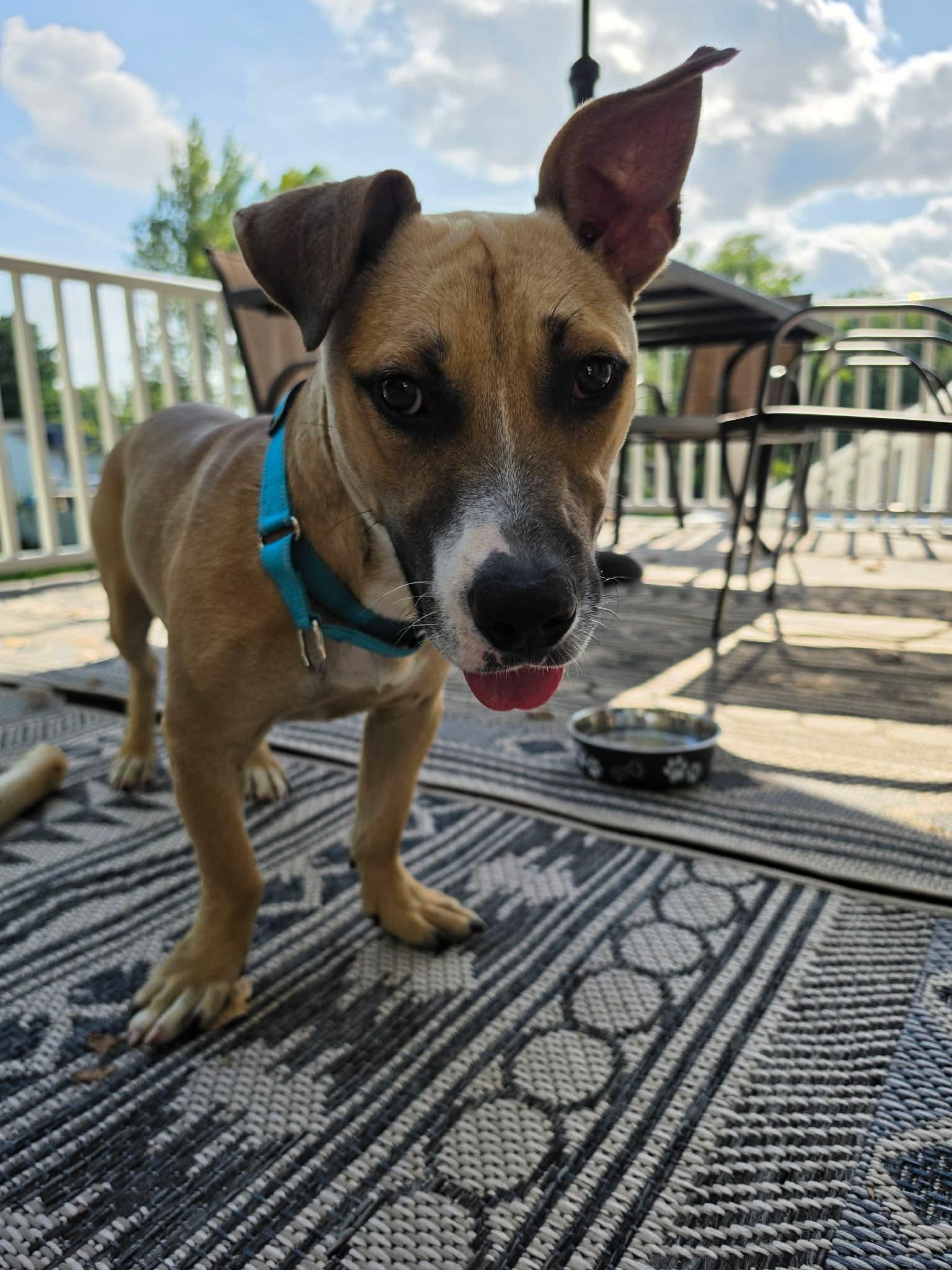 Enlarge Sugar, a ADOPTABLE Mixed Breed in Highland, NY image 4/5
