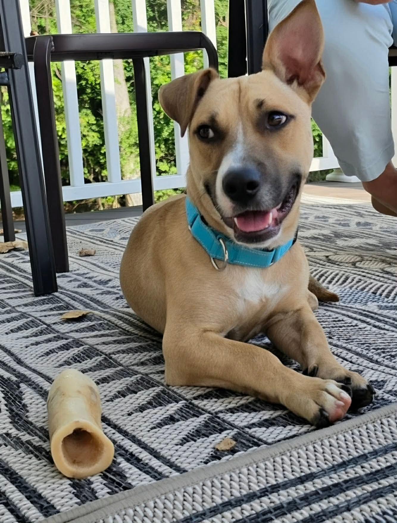 Enlarge Sugar, a ADOPTABLE Mixed Breed in Highland, NY image 2/5