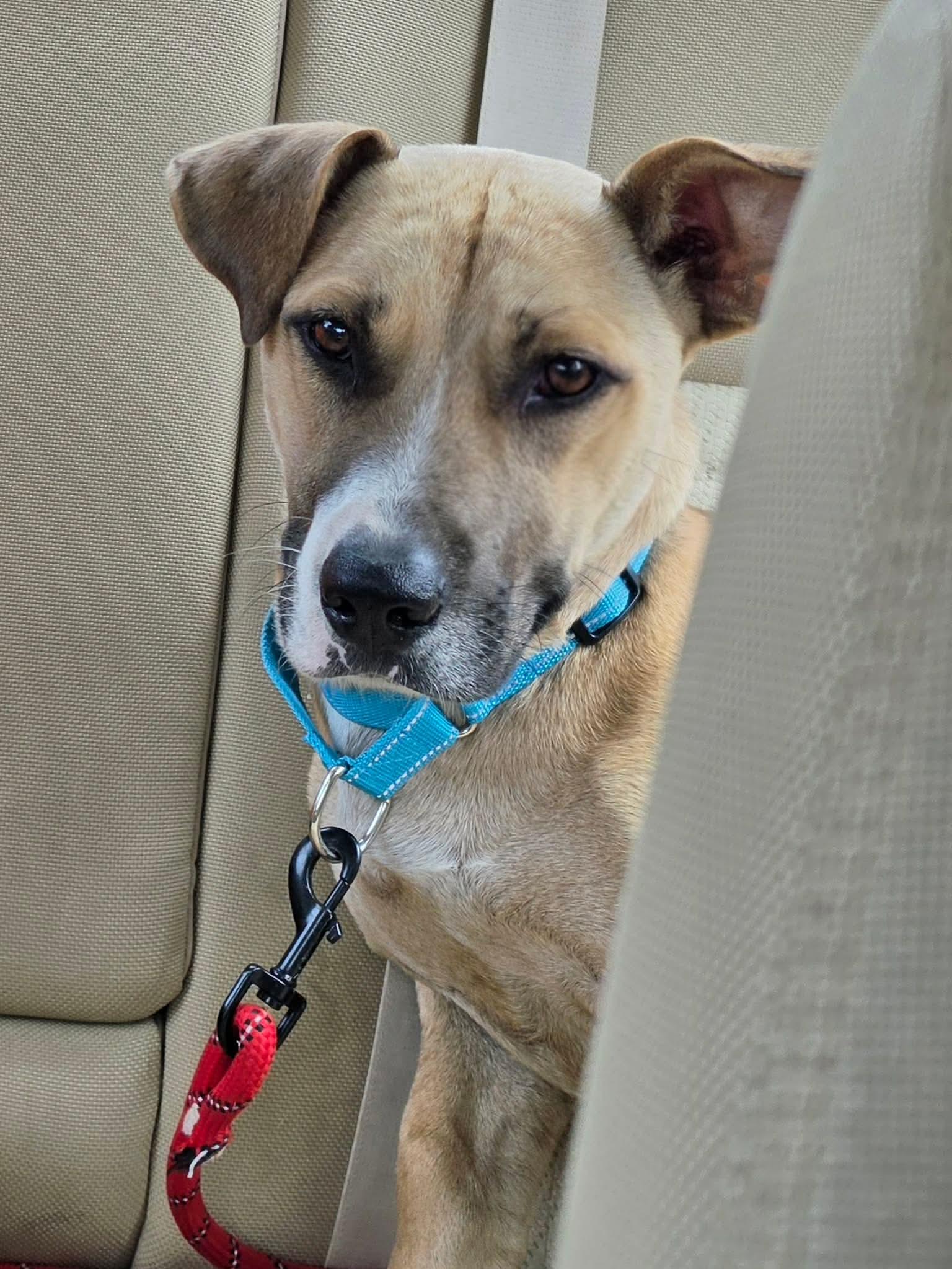 Enlarge Sugar, a ADOPTABLE Mixed Breed in Highland, NY image 3/5