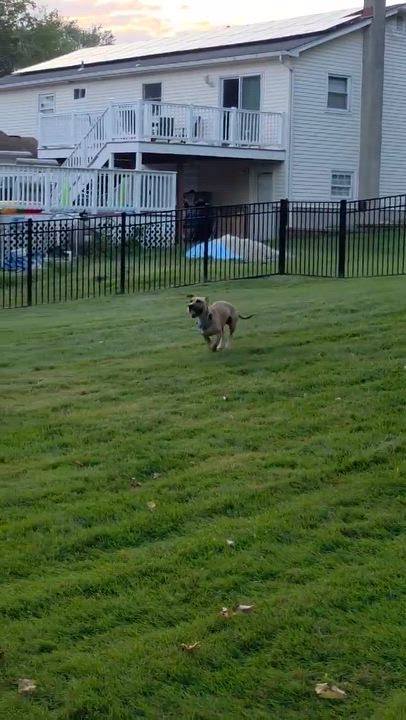 Enlarge Sugar, a ADOPTABLE Mixed Breed in Highland, NY video 5/5