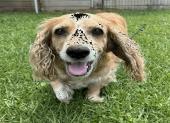 AAD Upcoming Arrival! Trudy 26157, Adoptable, Adult Female Cocker Spaniel.