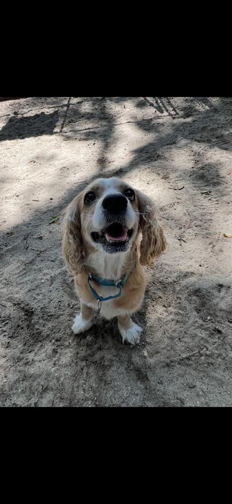 AAD New Arrival!  Trudy - 26157, Adoptable, Adult Female Cocker Spaniel.
