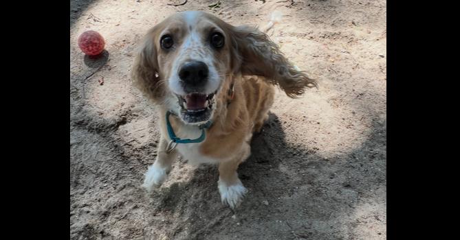 Enlarge AAD New Arrival!  Trudy - 26157, a Adoptable mixed breed in Armonk, NY image 2/2