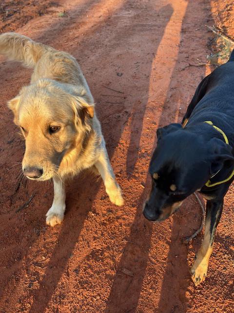 Enlarge Eartha, a Adoptable mixed breed in Rutherfordton, NC image 3/6