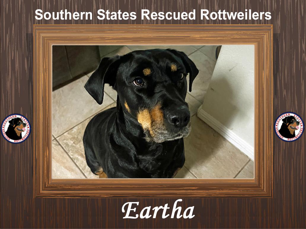 Enlarge Eartha, a Adoptable mixed breed in Rutherfordton, NC image 1/6